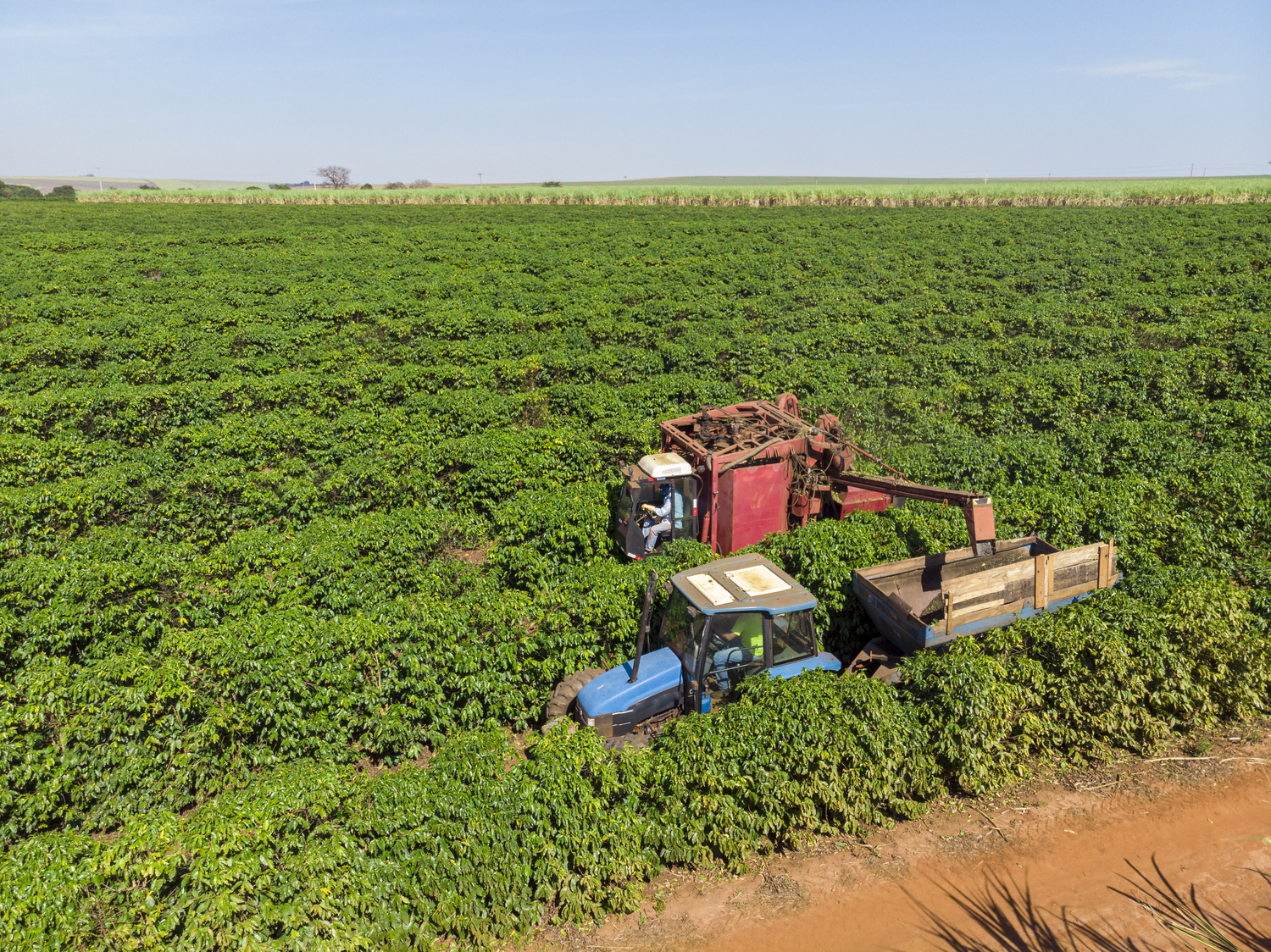 Machine in the field harvesting coffee in the plantation of Brazil.