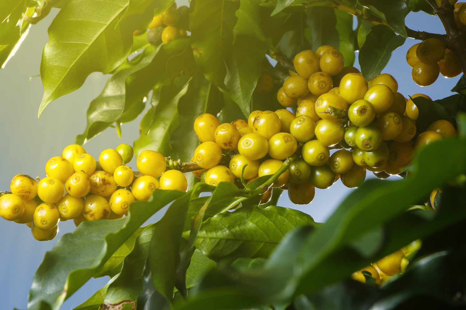 View farm with coffee plantation. Agribusiness. Coffee crop with yellow grains, green foliage and blue sky.