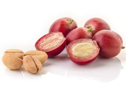 Red coffee beans on a branch of coffee tree, ripe and unripe berries isolated on white background